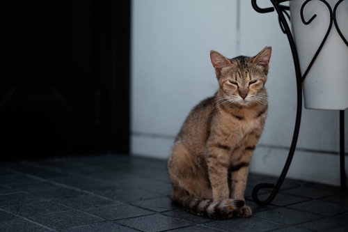 目を細めてお座りする家猫のキジトラ成猫の写真