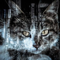 夜の繁華街に浮かぶ猫の顔（フォトモンタージュ）の写真