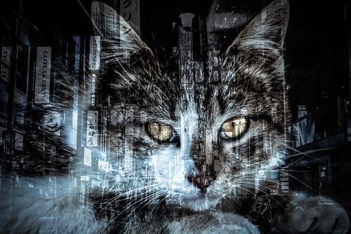 Cats and Entertainment District (Photomontage)