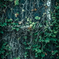 蔦が生い茂る窓と枯れた蔓が絡み付く古い建物の廃墟の写真
