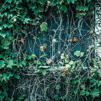 蔦が生い茂った古い窓の不気味な廃屋の外観の写真