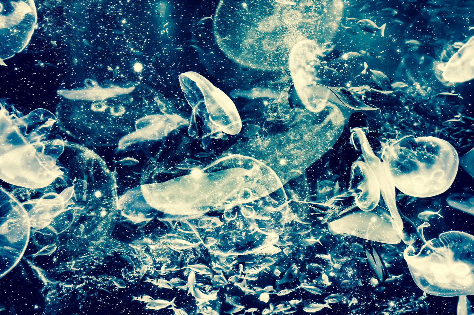 白く透明なクラゲと小魚が群れて泳ぐ青い水中の様子