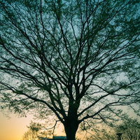 公園の夕暮れに浮かぶ大木のシルエット、逆光に映える樹木の写真