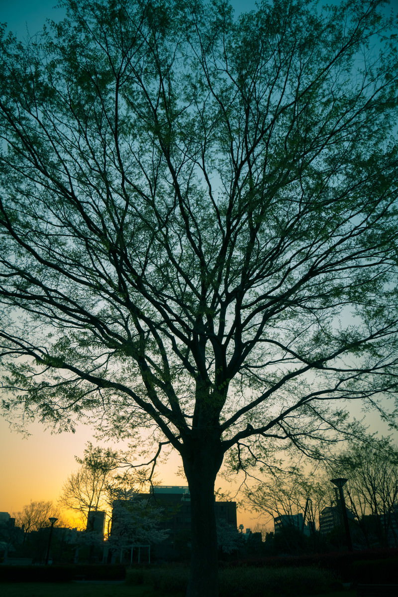 夕暮れの公園で夕焼けの空を背景に浮かぶ大木のシルエット