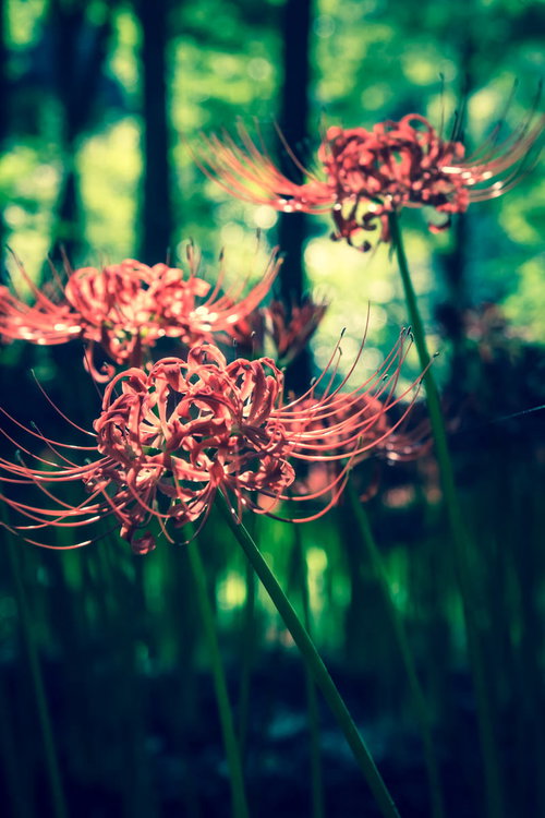 深い緑に映える彼岸花の群生、秋の季節を彩る赤い花々