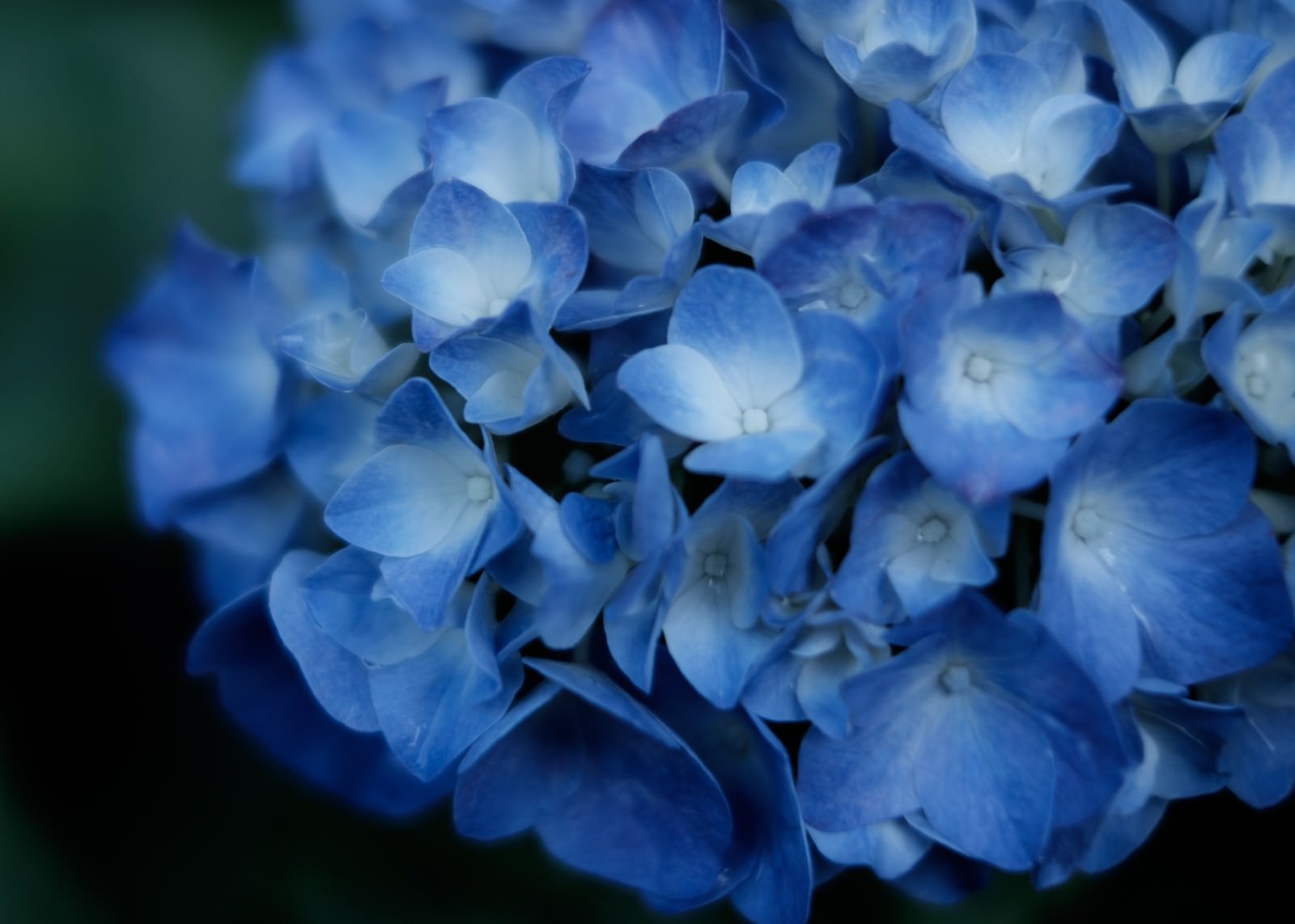 梅雨時季に咲く青い紫陽花。複数の小さな花が密集して球状の花房を形成している。