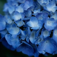 梅雨の時季に咲く青い紫陽花、ガクアジサイの花のアップの写真