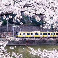 川の橋を走る白と黄色の電車と手前に咲く満開の白い桜の写真