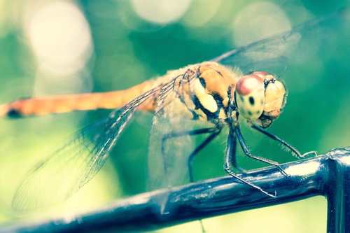 赤とんぼが枝に止まる秋の野外マクロ撮影