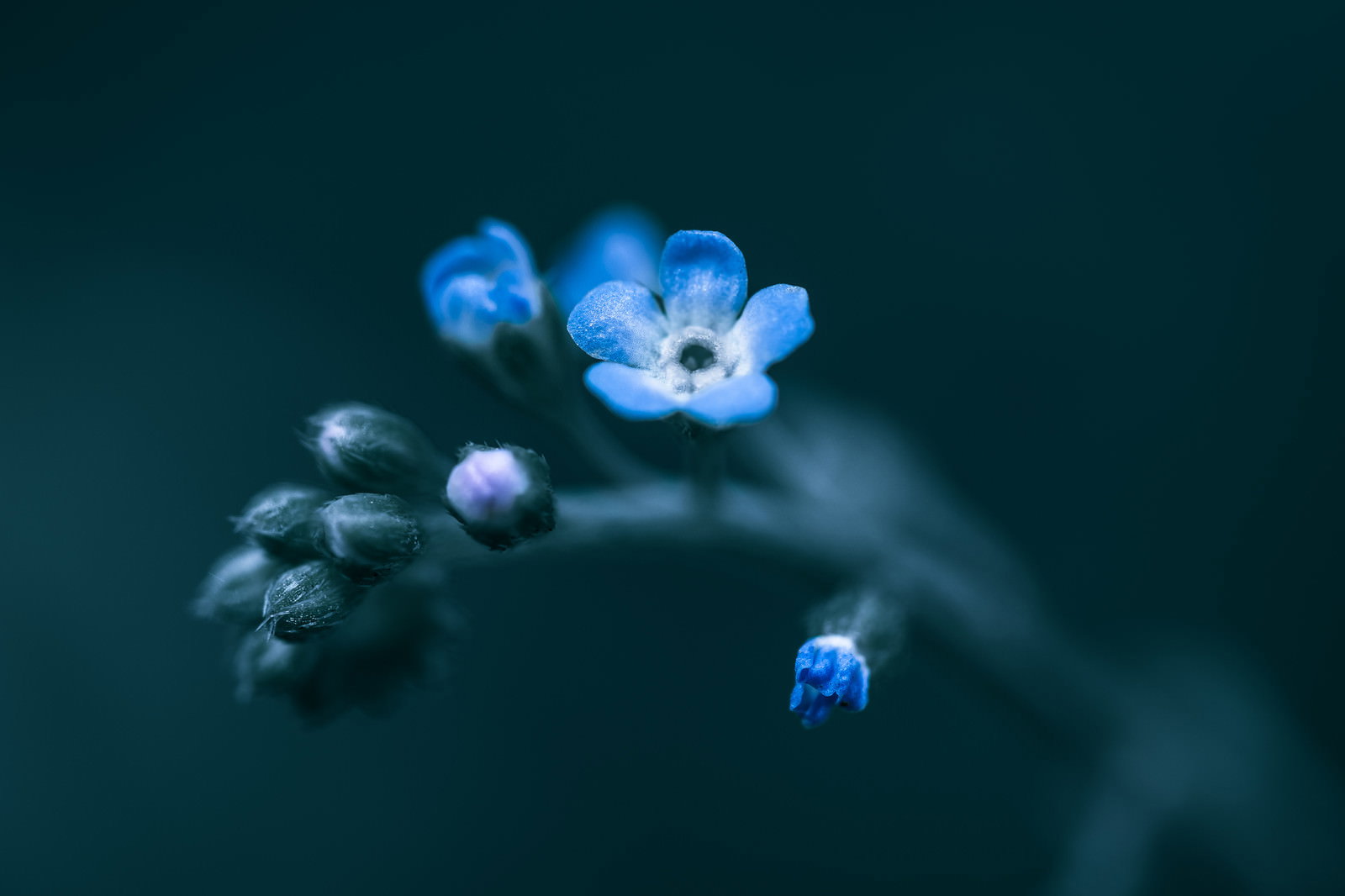 蕾から咲き始めた青いワスレナグサの花と周囲の蕾