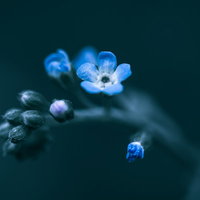 蕾から咲き始めたワスレナグサの花、露が付いた青い5弁の小さな花の写真