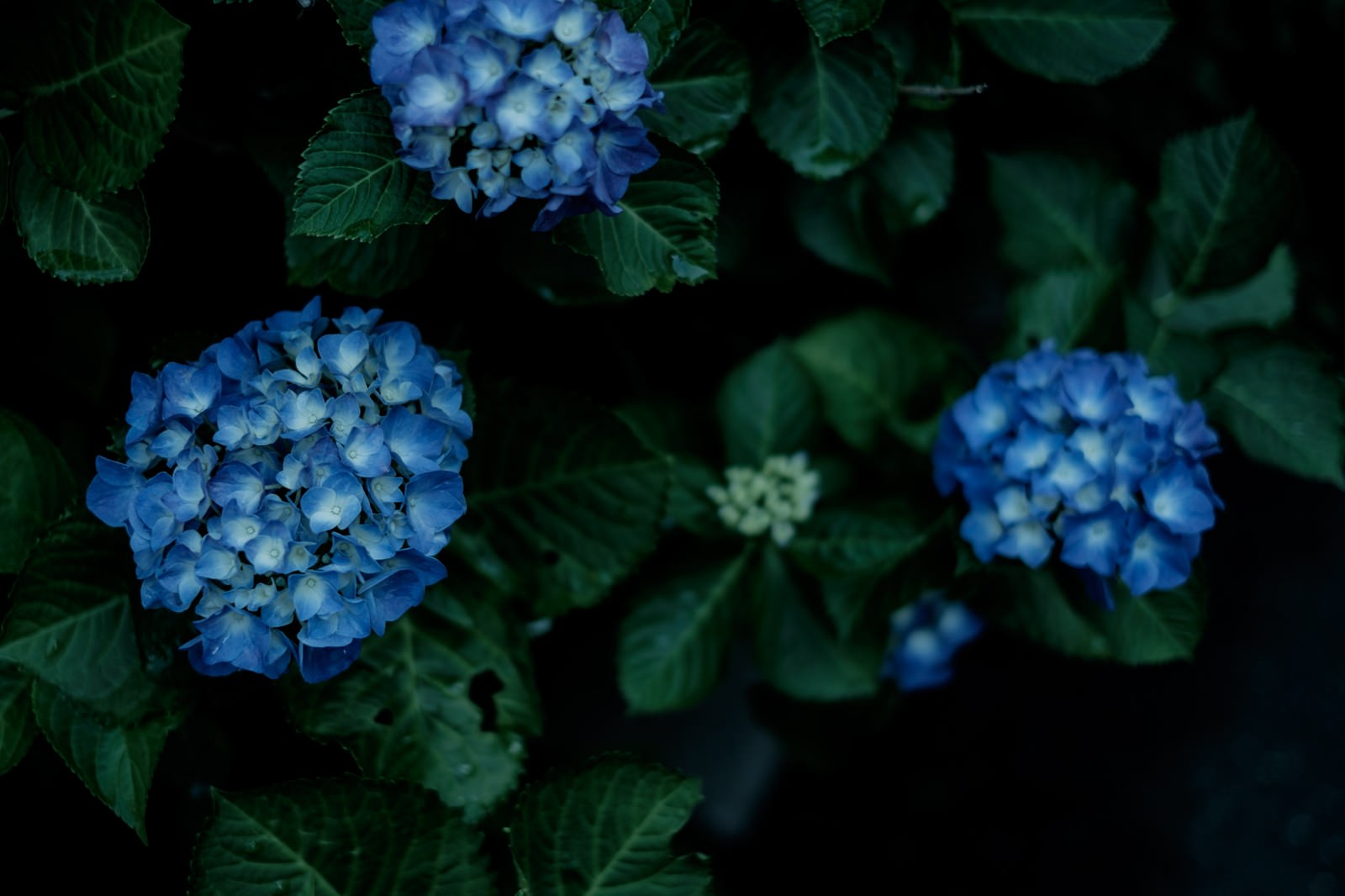 暗い背景に咲く青い紫陽花