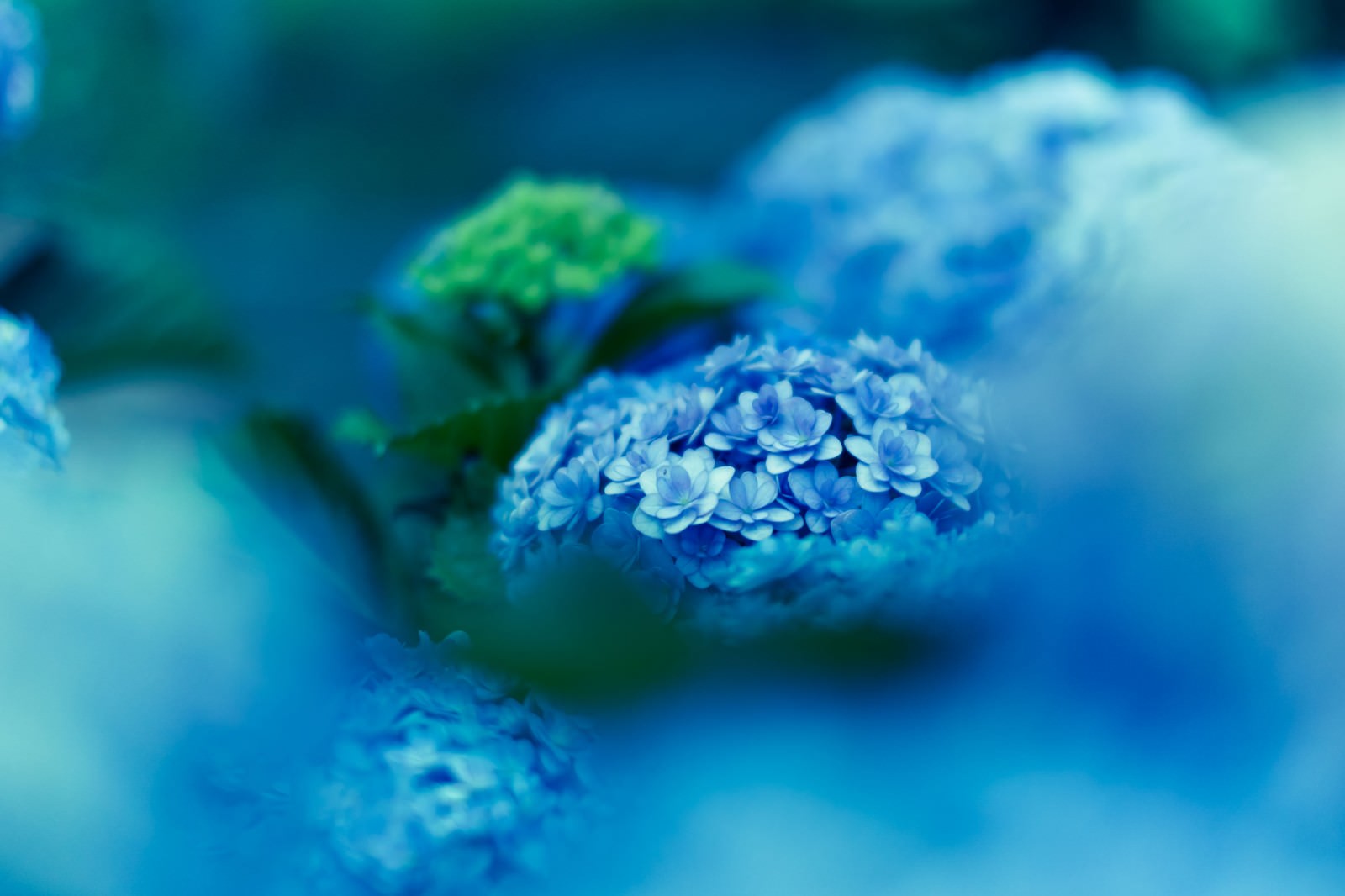 梅雨の青い紫陽花のクローズアップ
