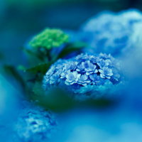 梅雨の青い紫陽花のクローズアップの写真