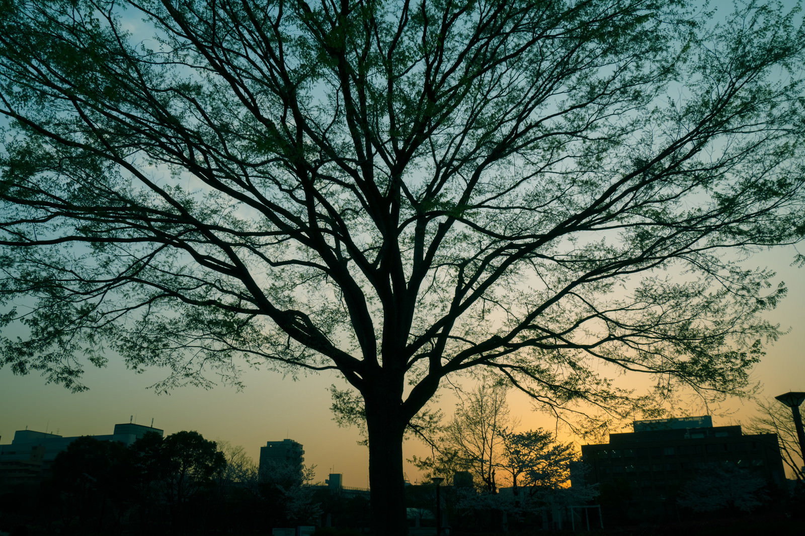 夕暮れ時の都会に立つ巨木がシルエットで浮かぶ写真