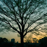 夕暮れ時の都会に立つ巨木のシルエットの写真