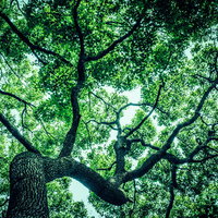 見上げた大木の枝葉と木漏れ日 - 森林風景の写真