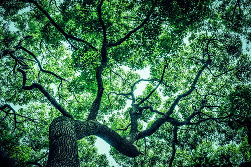 見上げた大木の枝葉と木漏れ日 - 森林風景