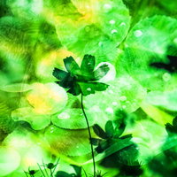 水滴が付いた濃い緑のクローバーのような植物のぼけた背景の接写の写真