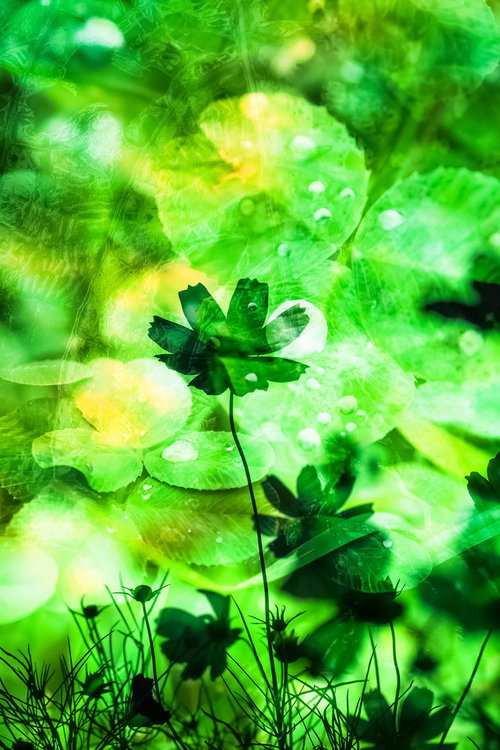 水滴が付いた濃い緑のクローバーのような植物のぼけた背景の接写