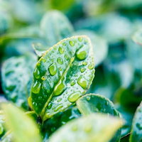 ぼけた緑の背景に丸い水滴が複数ついた緑の葉の接写の写真