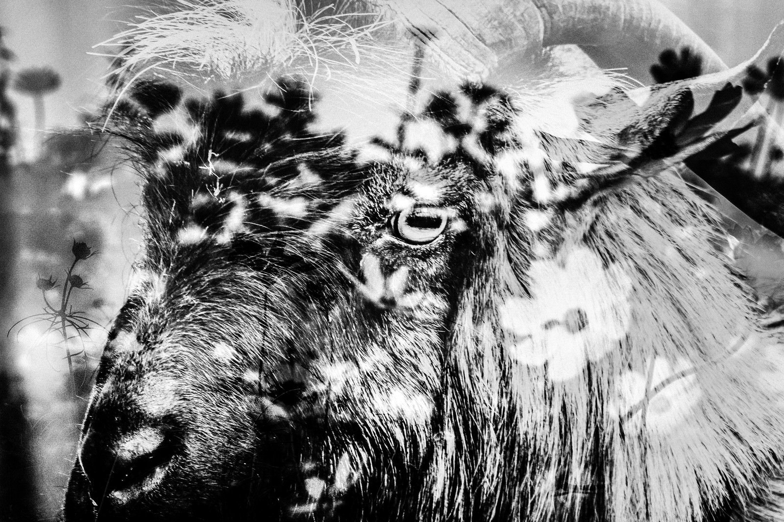 花畑と山羊の顔を多重露光で重ねたモノクロのフォトモンタージュ