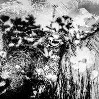 花畑と山羊（フォトンタージュ）の写真