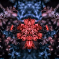 赤い花びらが左右対称に広がる花の合成模様の写真