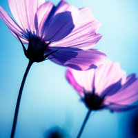 ぼけた背景に細い茎で放射状に花びらが広がるピンクのコスモス2輪の写真
