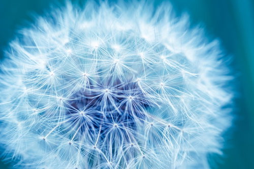 青緑のぼけた背景にタンポポの白い綿毛が放射状に広がる接写