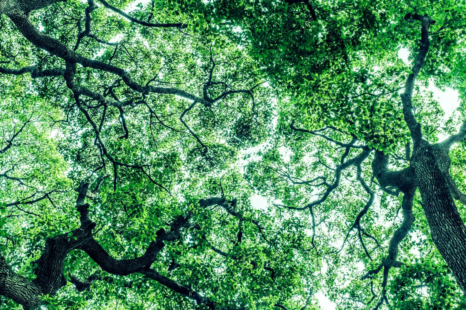 樹木を下から見上げた新緑と木漏れ日