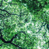 見上げた樹木の新緑と木漏れ日（横）の写真