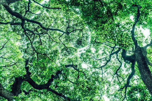 見上げた樹木の新緑と木漏れ日（横）