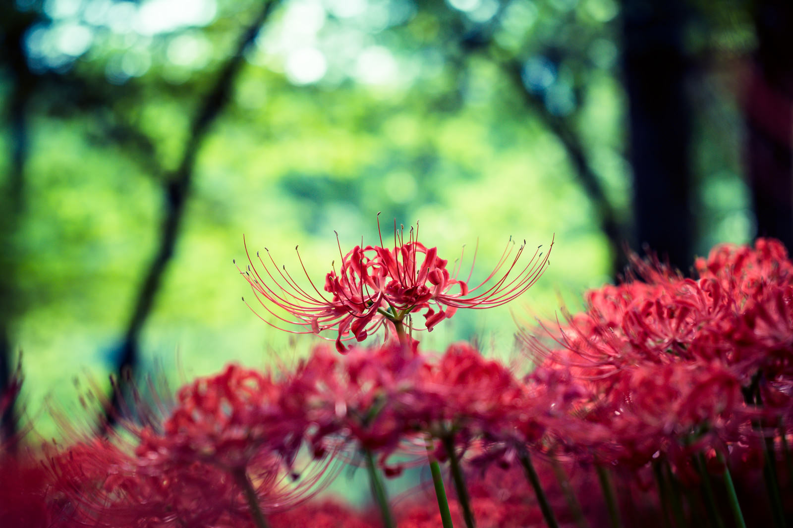 林の中で群生する赤い彼岸花