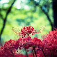 林の中で咲く秋の彼岸花の群生の写真