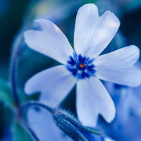 芝桜の花のクローズアップの写真