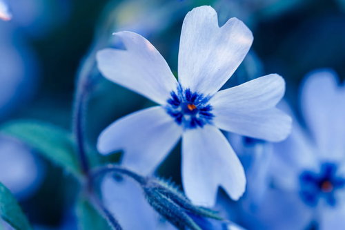 青い花芯が特徴の芝桜の花。白い花弁に濃い青紫色の雄しべ