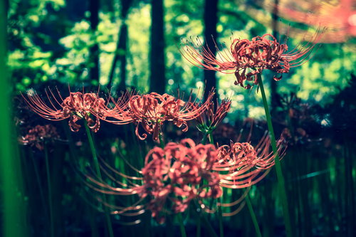 林の中に咲く赤い彼岸花の秋の群生風景
