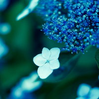 白い装飾花と青紫の両性花が咲くガクアジサイの花の写真