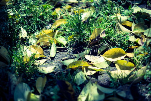 春の落ち葉と新芽が交差する地面に見る季節の移ろい