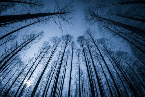 見上げた樹海の木立を下から仰視した冬の針葉樹林