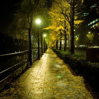 夜の日比谷公園の銀杏並木と街灯に映える黄葉の秋景の写真