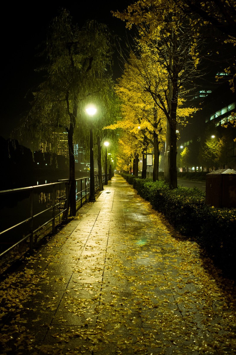 夜間の日比谷公園で街灯に照らされた黄色い銀杏並木と落ち葉が積もった道路