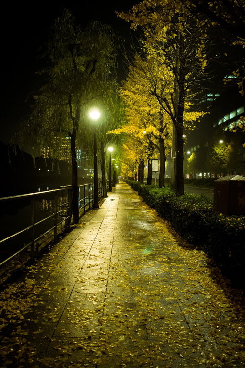 夜の日比谷公園の銀杏並木と街灯に映える黄葉の秋景