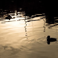 夕焼けに浮かぶ鴨のシルエット - 池の水面に映る野鳥の写真