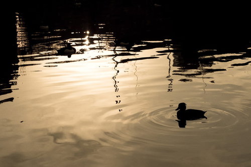 夕焼けに浮かぶ鴨のシルエット - 池の水面に映る野鳥