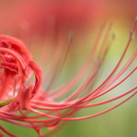 曼珠沙華の花びらとおしべの写真