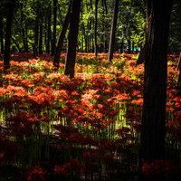 光が降り注ぐ林間の湿地帯に咲く赤い彼岸花の群生風景の写真