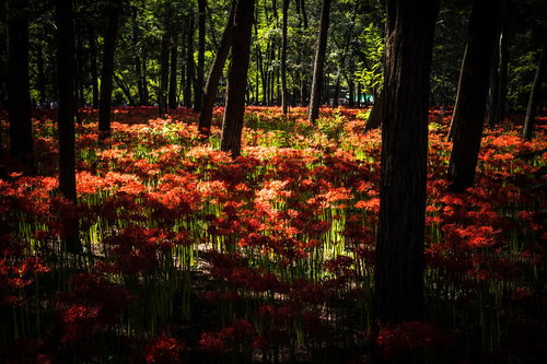 光が降り注ぐ林間の湿地帯に咲く赤い彼岸花の群生風景