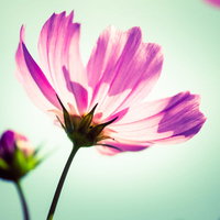 下から見上げた光を透かして見えるピンクと紫のコスモスの花1輪の写真